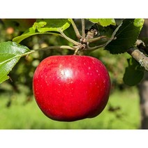 산지직송 달달농산물 꿀사과 가정용 못난이사과, 04.못난이 3kg, 중소과(15~16개)