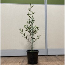 올리브나무 묘목 4치포트 화분묘(중 대) 카페 이태리토분 공기정화식물 실내인테리어 서울농원묘목, 프란토이오 4치포트