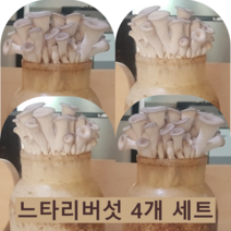 포천 농장 느타리 버섯 배지 4개 집에서 직접 키우는 가정용 키우기쉬운 무농약 친환경 키트 홈가드닝 베란다텃밭 실습 체험 학습 교육 어린이집 유치원 학교 사무실 복지관 노인정 국산