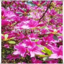 목하원예조경 철쭉나무 묘목 분홍꽃 (자산홍) H0.4전후 5주묶음