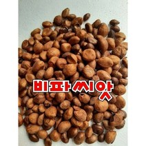완도산 비파씨앗 1팩 500G, 1개
