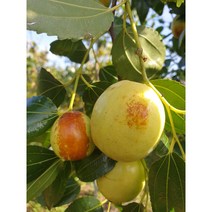 [농업의 신]사과대추 나무 묘목(다왕자오) 직접생산 우량종묘 접목 1년생, 상묘