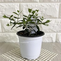 MDO4518 올리브나무(소) 실내공기정화식물 공 (올리브나무/올리브나무열매/집에서키우는식물/집에서키우기쉬운식물), @상품선택@