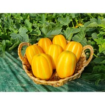 성주 꿀참외 고당도 신선한 성주 꿀 참외 2kg 3kg 5kg 10kg 이로, 10kg(못난이+흠과), 1개