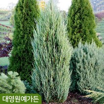 서양측백나무 키100cm / 키120cm 싸이프러스 울타리용 상록수, 09. 그린자이언트 키120cm 흙분, 1개