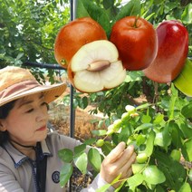 보은 생 햇 대추 사과대추 1kg, 1개, 생 햇 보은 대추 1kg 28mm