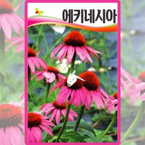 에키네시아 씨앗 국화 씨 꽃 종자 100립, 1개