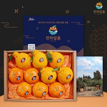 천하일품 레드향 한라봉 천혜향 명품 선물세트 3kg 5kg, 1박스, 02.레드향 선물세트 3kg 대과(5-8과)