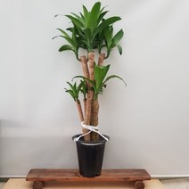 [용이네 화원] 진한 초록의 잎이 산뜻함을 주는 2단 행운목 390 화원 농원, 1개