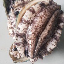 자연그대로 청정드림 (완도 활 전복) ( 선물세트 특대 홈쇼핑 꼬마 손질 전복 ), 1box, 1kg(18-20미) 소전복 세트