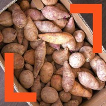 파머스넷 2023년 갓 수확한 햇 한입 고구마, 한입고구마 5kg, 1개