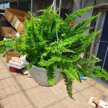 꽃백화점 뉴보스턴고사리 행긴 공중식물 40~60cm 149, 1개