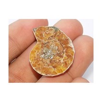 Generic 장식품 관찰 희귀석 삼엽충 수집품 암모나이트 화석