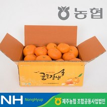 [KT알파쇼핑]23년 햇! 제주 귤로장생 특등급 레드향 3.5kg