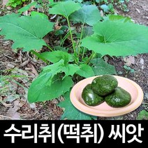 수리취 씨앗 떡취 종자 취 취나물 토종 취떡 100알, 1개