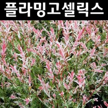 무늬버들/플라밍고셀릭스 나무 묘목 키1.2m 스탠다드형 포트 1개/정원/공원/조경수