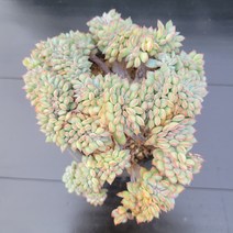 꽃다리 브레이브철화 58 다육식물 다육철화 아이만배송
