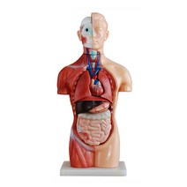 영일엠 상반신 토르소 인체모형 42cm 무성 18part, 1개