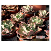 다육식물/선인장 홍공작 갈색플라스틱모종 3개 (L0441)