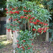 백량금/7치화분/묘목/c0696