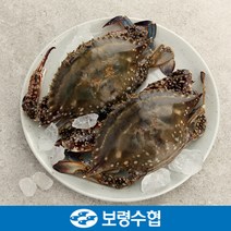오초록 보령수협 국내산 급랭 봄 암꽃게중 1kg4미 210272