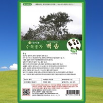 백송 나무 씨앗 백송 나무 씨 종자 20g