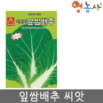 잎쌈배추씨앗 500립