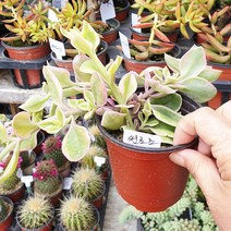 안산 플라워마트 다육식물 썬로즈