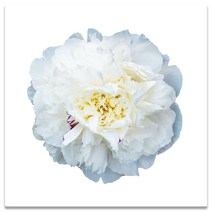 모란꽃 33종 돈들어오는 그림 한국화 캔버스액자 인테리어액자 거실액자 침실액자, 모란꽃18