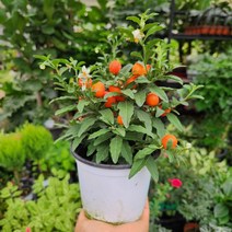 옥천앵두 관상용 소중품 꽃비관엽, 1개