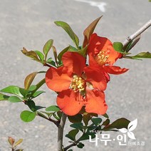[나무인] 명자나무 울타리용 2그루