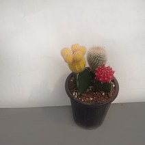 비목단 선인장 3종 화분 세트