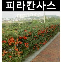 피라칸사스(피라칸타) 키80cm~1m 3개/나무 묘목/상록수/조경용