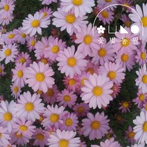 꽃빛농원 흰색 구절초 3치포트 가을꽃 야생화, 분홍