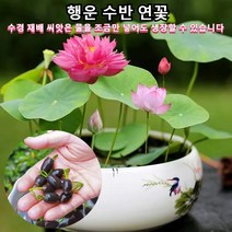 행운 수반 연꽃 수경식물 실내식물 연꽃 씨앗 희귀 미니 연꽃 재물운을 가져오는 연꽃 관상용 다양한 형태 아름다운 연꽃 행운 가득재물운 행복 피해 방지, 행운 수반 연꽃20톨×10봉지