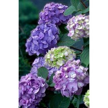 엔들레스썸머 - 썸머러브 퍼플 summer love purple 마크로필라수국