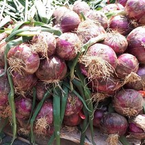 [싱싱다모아] 국내산 자색양파 햇 적양파 (1kg 3kg 5kg 10kg), 1개, 적양파 5kg