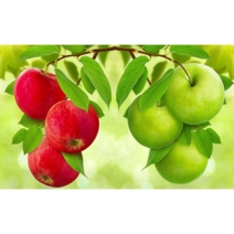 세진 NEW 보석십자수 제품 72가지 신제품 새로운 취미생활 보석 십자수 보석십자수, 34x44 재물사과 부귀