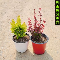 유럽 매자나무 6종 특선, 05 오렌지알프 - P9포트묘