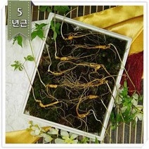 명품산양산삼 5년근 5주