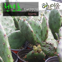 [허브여울선인장] 천년초(노지월동/손바닥선인장) 지름 9cm 다육 소품화분, 3개