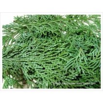 [허니솝] 플로럴워터 모음 (비누 화장품 DIY 재료), K152. 편백 워터 1L