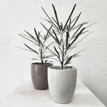 아랄리아 아라리오 아라리아 컬러토분, 아라리아+고깔블랙