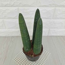 스투키 스투키키우기 실내공기정화식물 공기청정식물, 단품, 1개