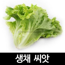 생채 씨앗 상추 유럽상추 종자 채소 야채 쌈채소 2g