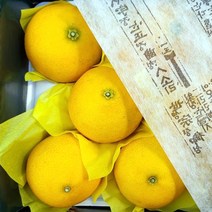 국내산 제주 황금향 선물용 2kg