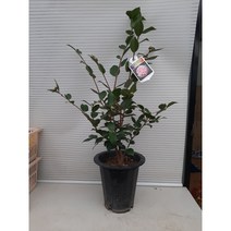 서향동백/꽃이5겹이고 향이좋아요/높이90센치