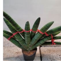 쌍둥이 스투기(음이온 팍팍) 재입고