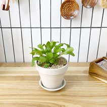 1+1 루꼴라 키친허브 화분 세트 로즈마리 딜 바질 베란다 텃밭 허브 키우기, H28.루꼴라, H27.이태리파슬리