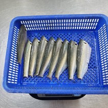 자연산 전어 전어회 구이용전어 500g 1kg 2kg, 횟감용 전어, 1개